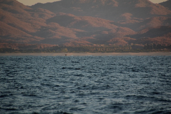 Cabo Corrientes Whale