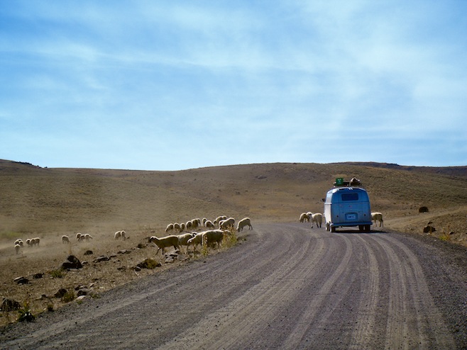 OR Bus Sheep