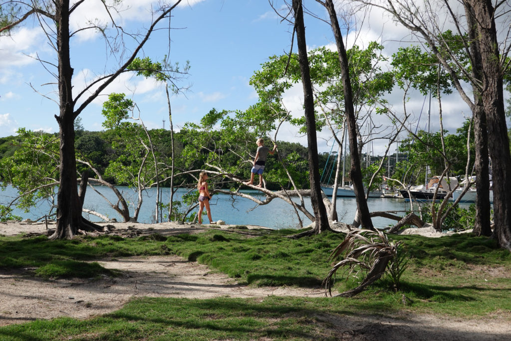 Tree Climbing