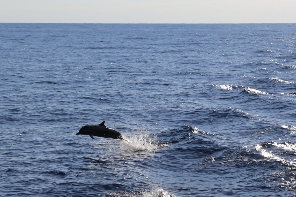 Jumping Dolphin