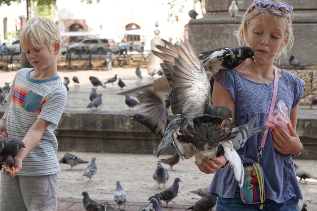 Pigeon Feeding