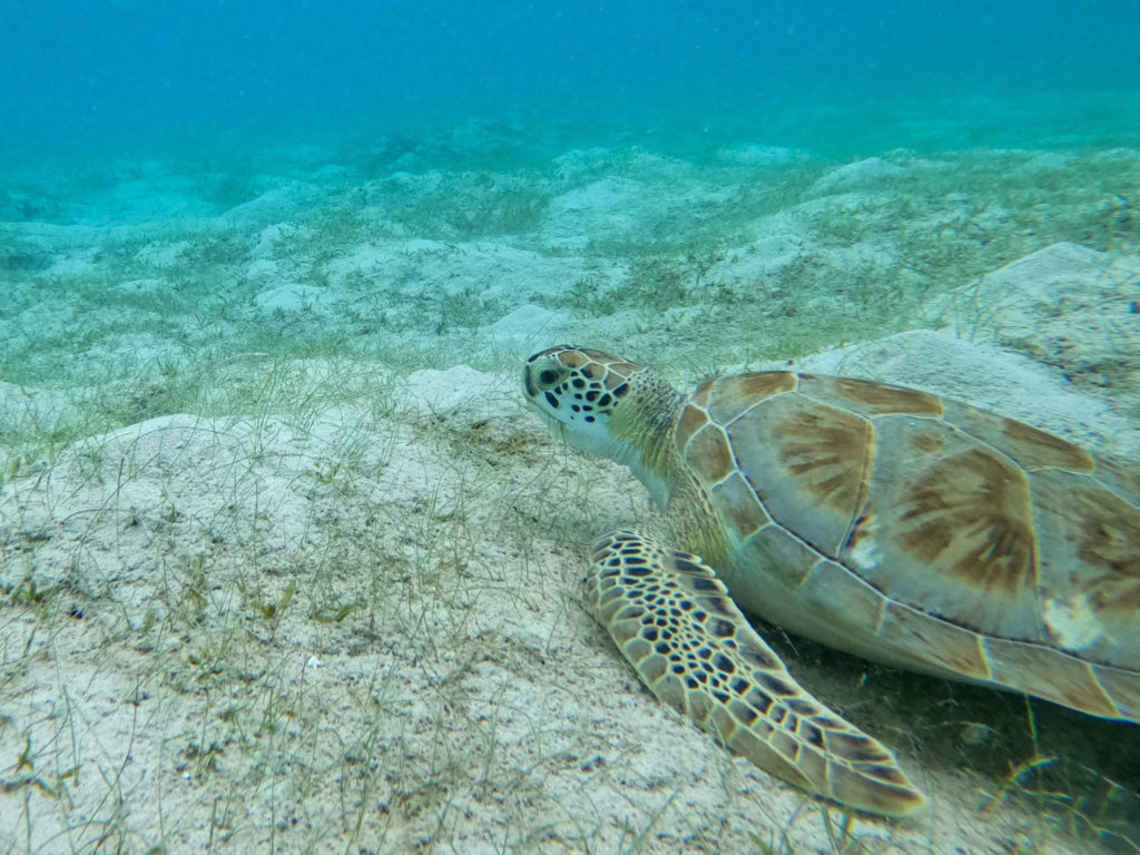 Turtle Grass