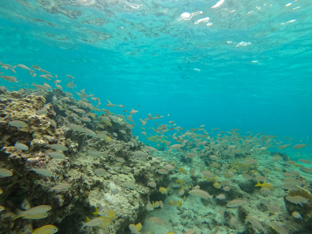 Hawksnest Bay Snorkeling