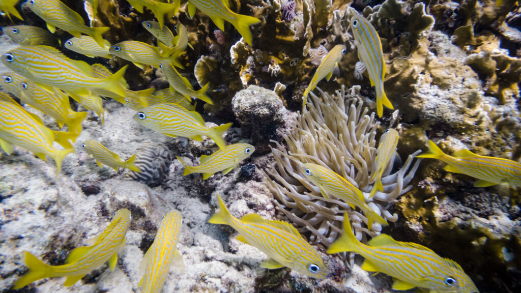 Under Bonaire - Bumfuzzle